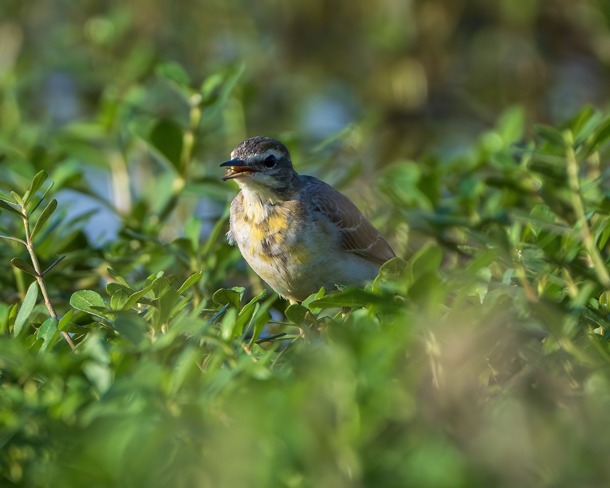 Western Yellow Wagtail - ML645315677