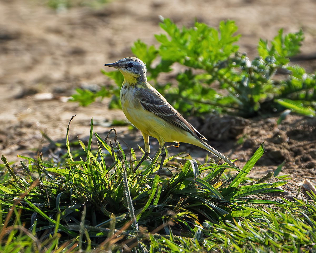 Western Yellow Wagtail - ML645315679
