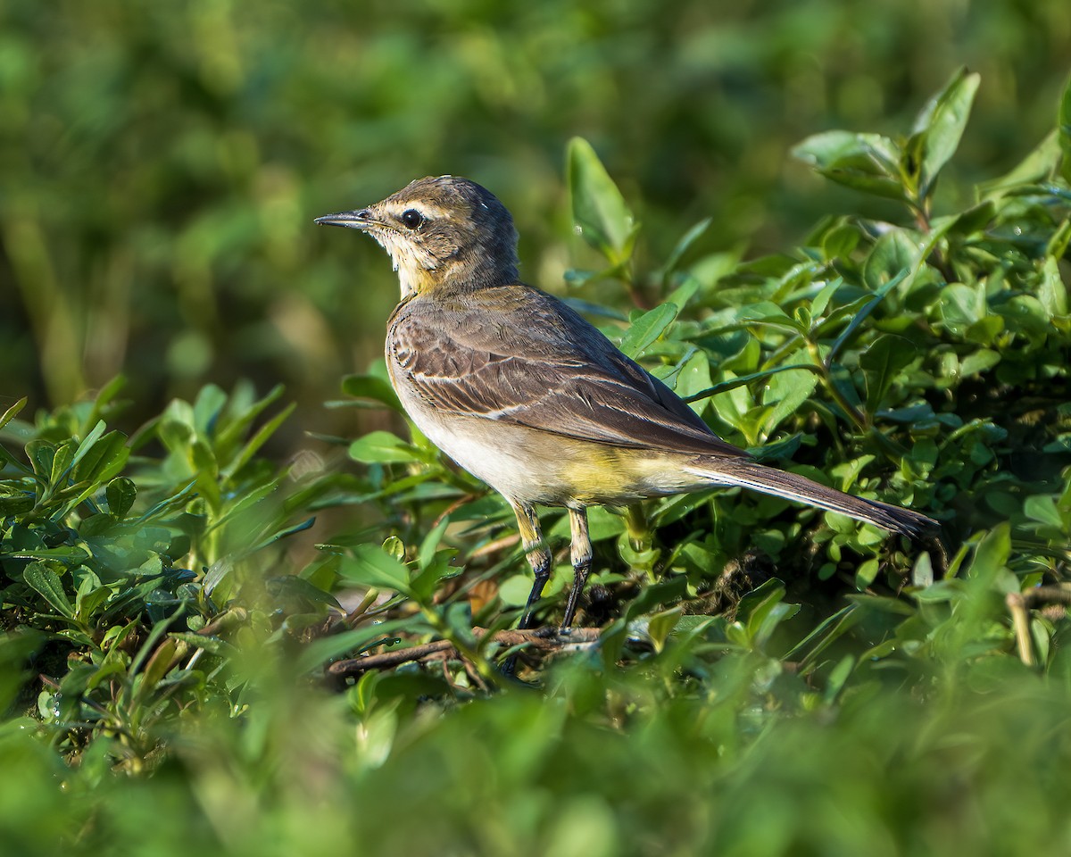 Western Yellow Wagtail - ML645315680