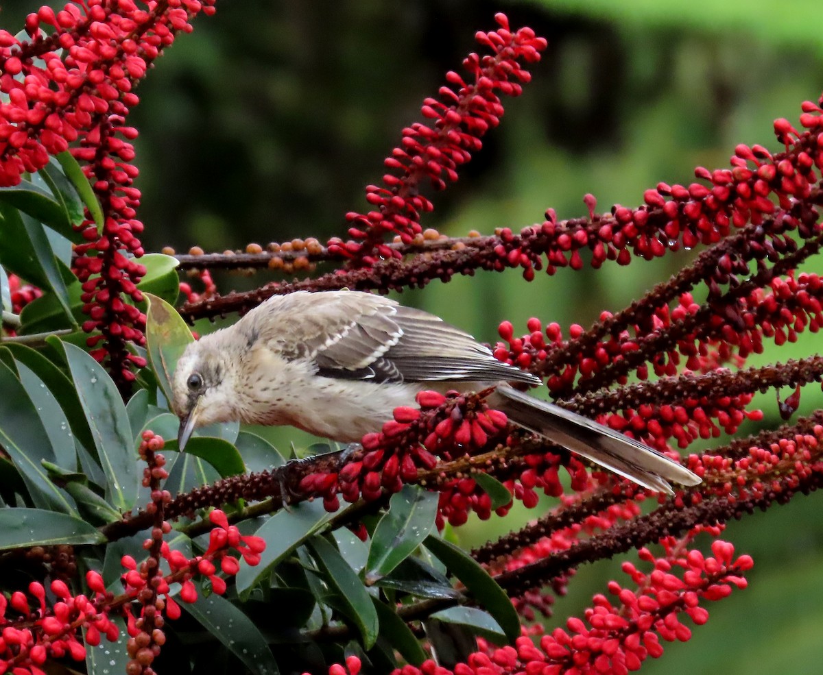 Tropikal Taklitçi - ML645315692