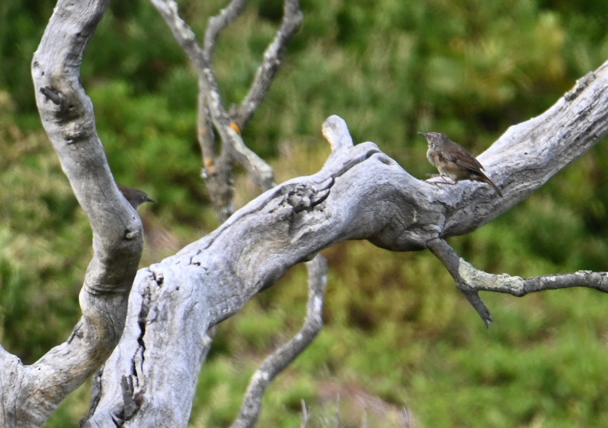 Tasmanian Scrubwren - ML645315733