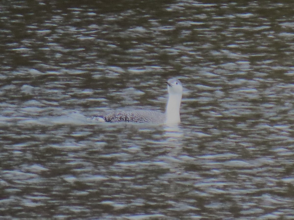 Red-throated Loon - ML645315742