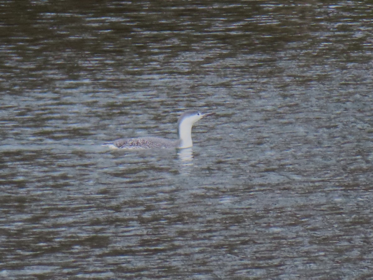 Red-throated Loon - ML645315743
