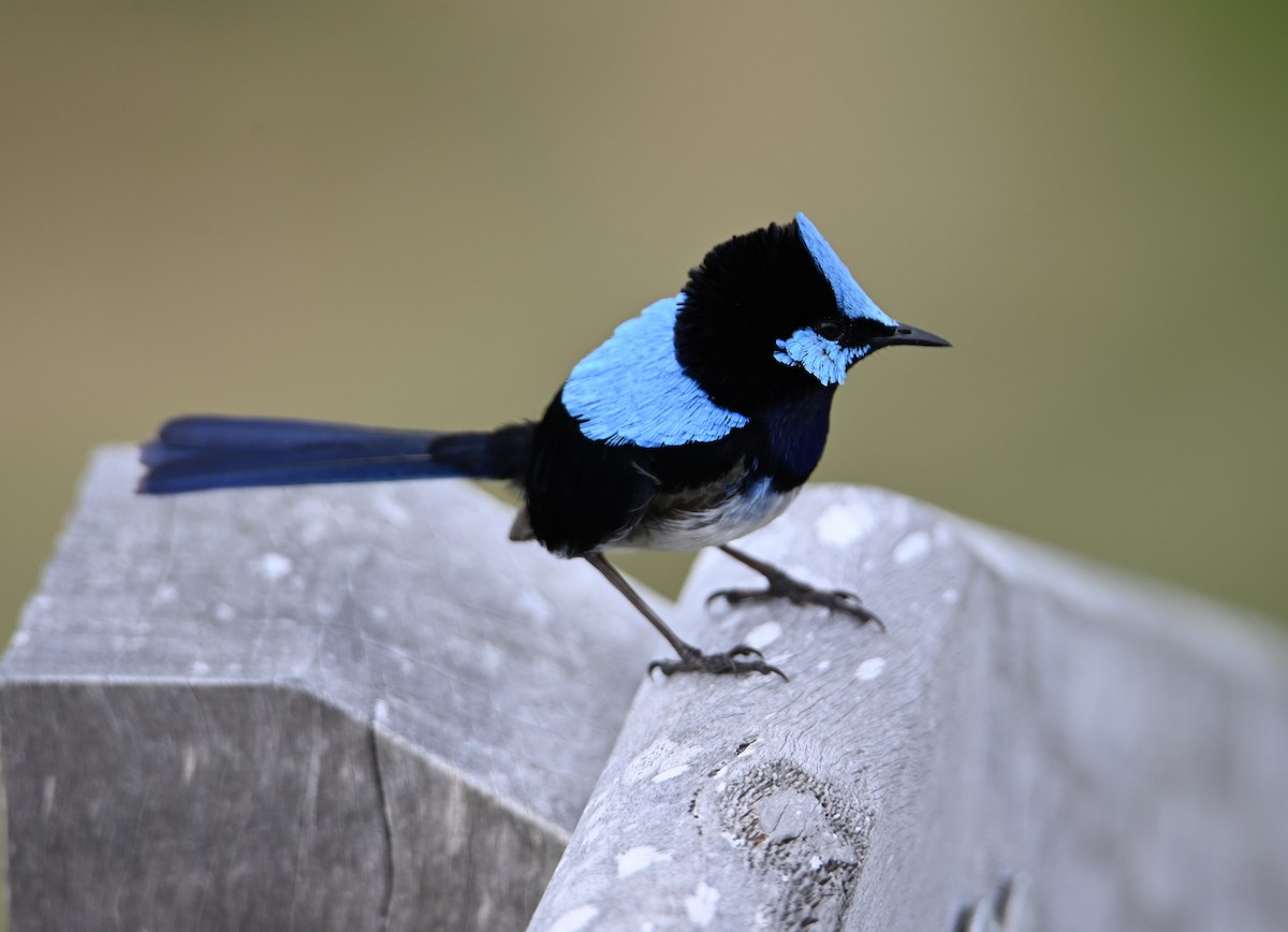 ルリオーストラリアムシクイ - ML645315745