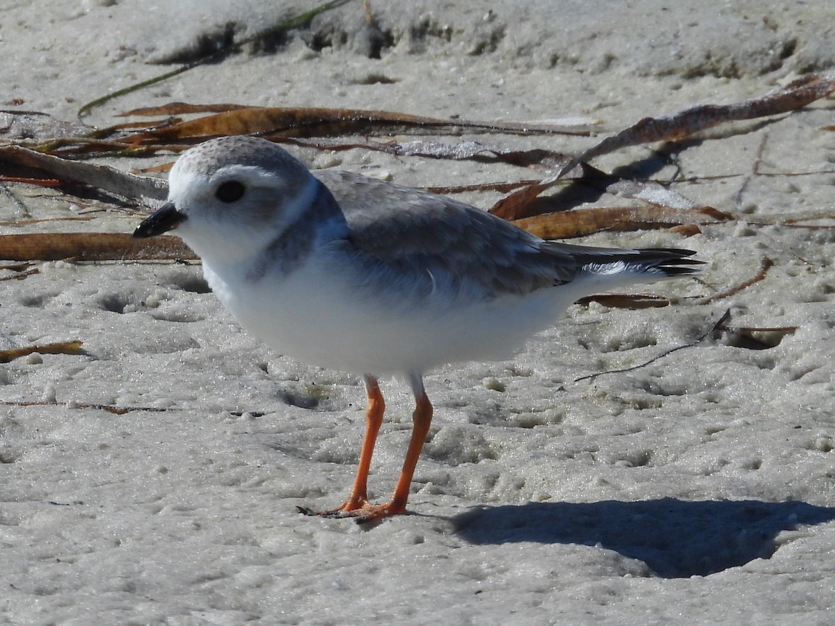 Islıkçı Cılıbıt - ML645315751