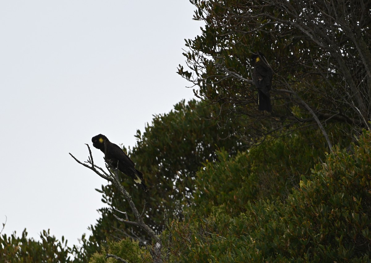 キイロオクロオウム - ML645315755