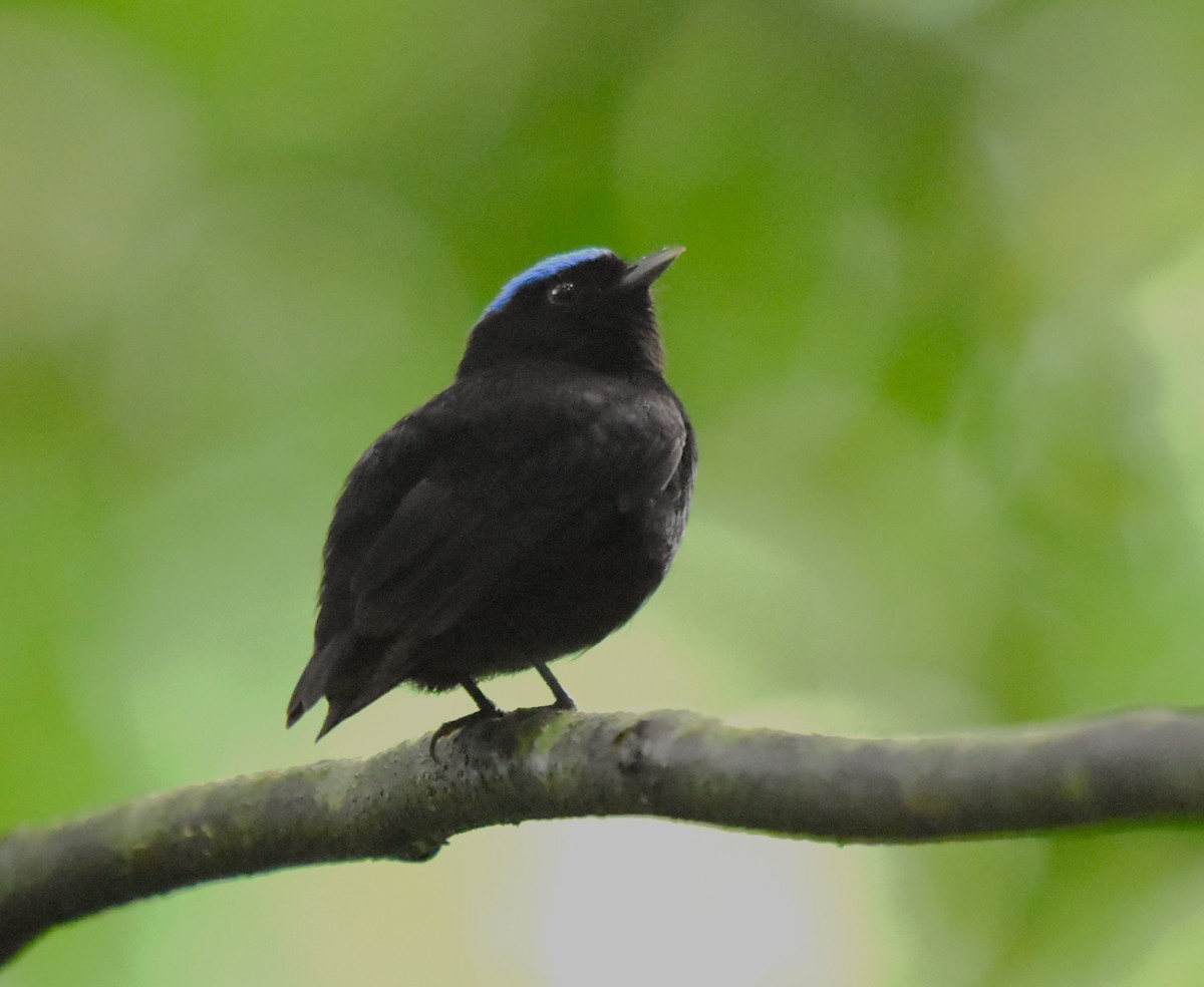 Velvety Manakin - ML645315765