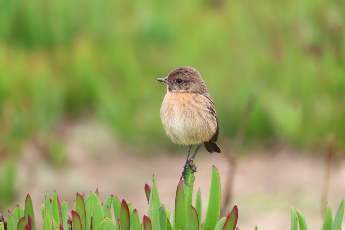 Трав'янка чорноголова - ML645315778