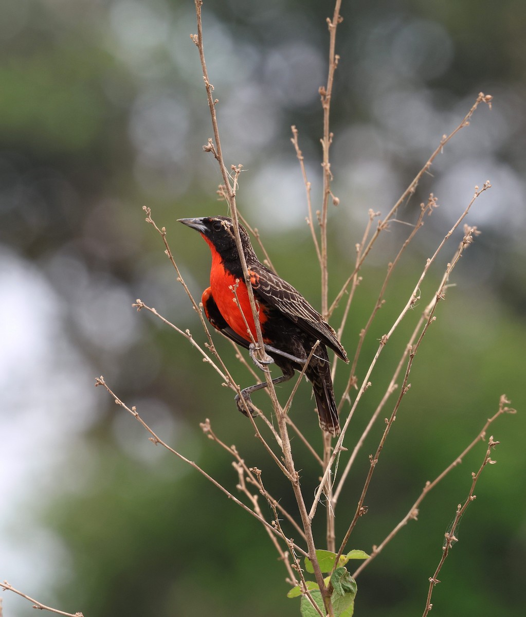 Red-breasted Meadowlark - ML645315804