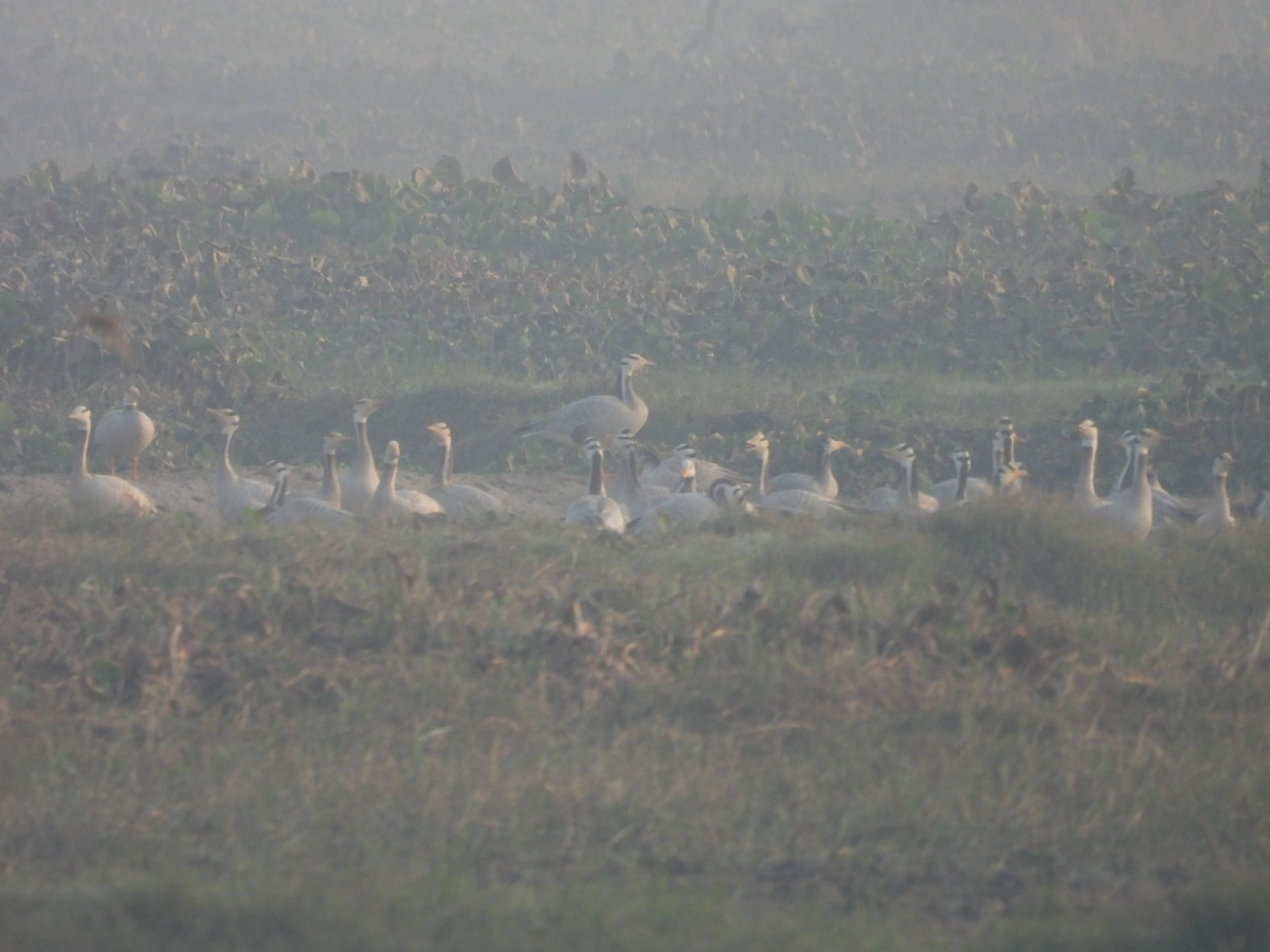 Гуска гірська - ML645315805