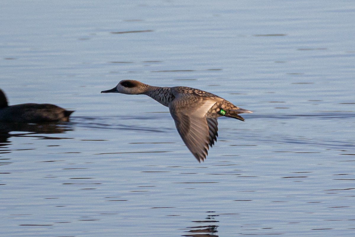 Marbled Duck - ML645315814