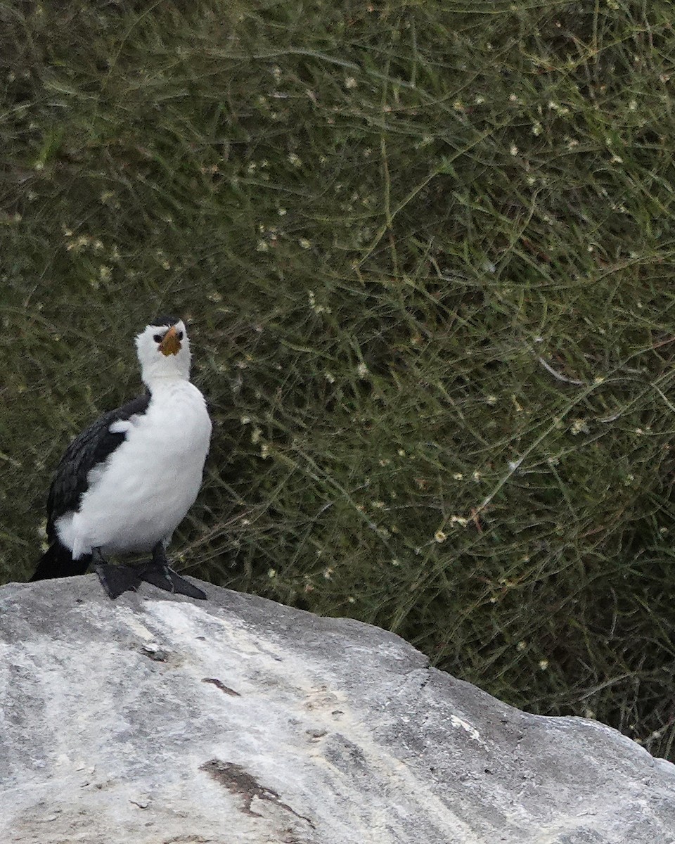 Little Pied Cormorant - ML645315827