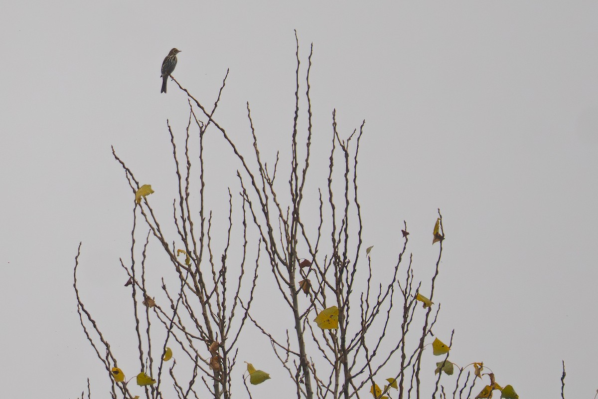 Olive-backed Pipit - ML645315831