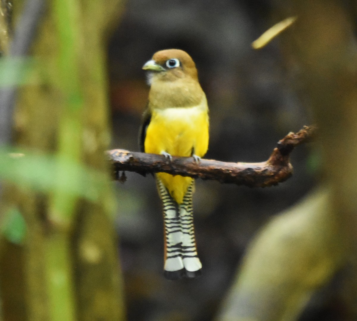 Graceful Black-throated Trogon - ML645315835