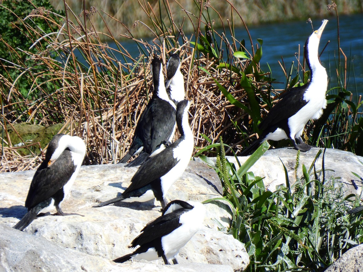 Pied Cormorant - ML645315837