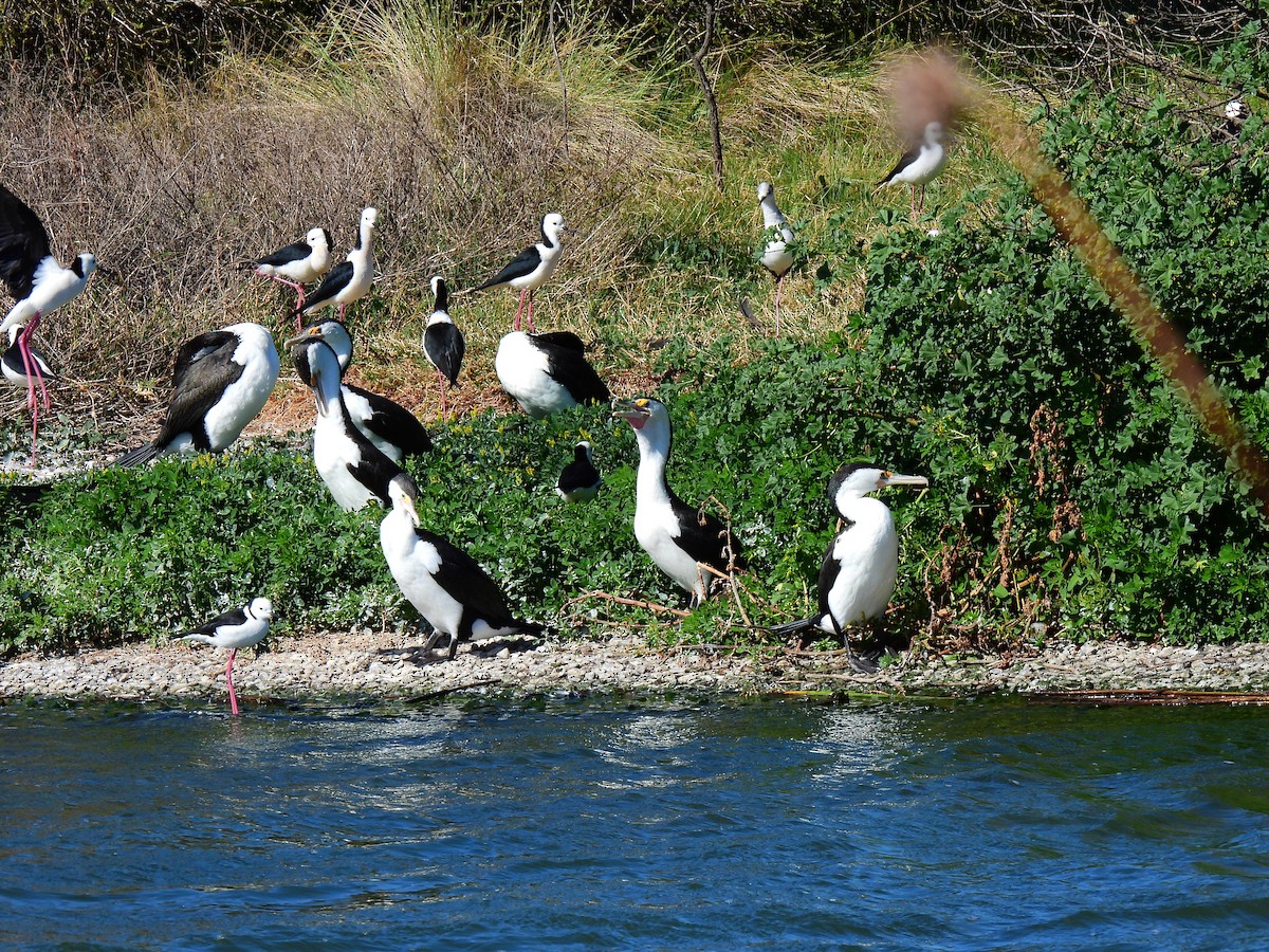 Pied Cormorant - ML645315848