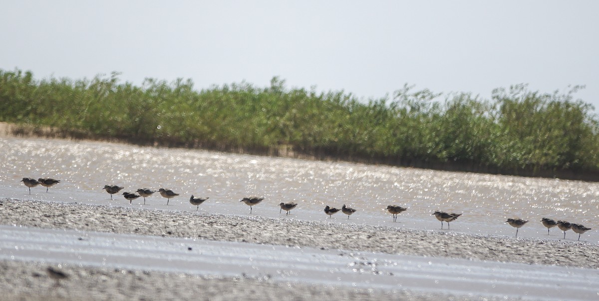 Red Knot - ML645315851