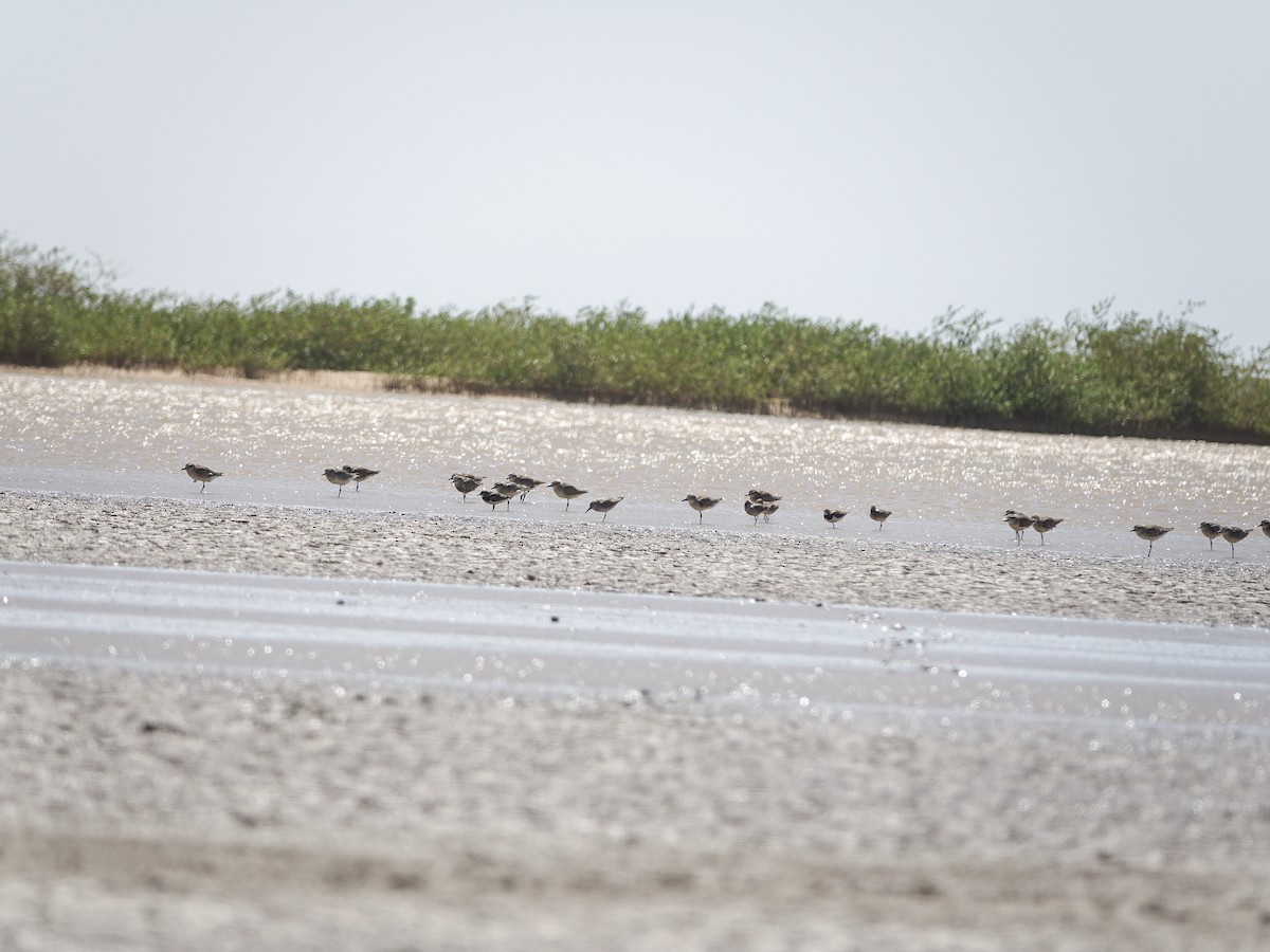 Red Knot - ML645315852