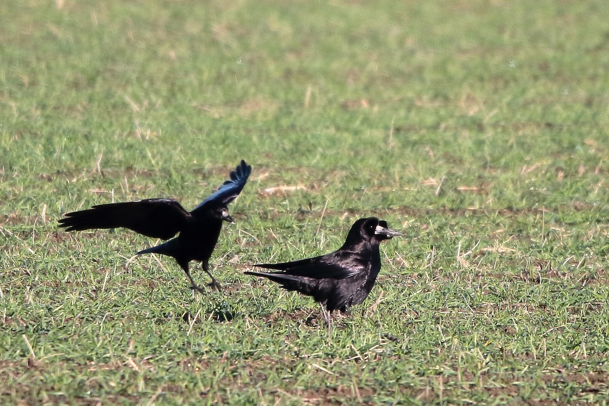 kornkråke - ML645315871