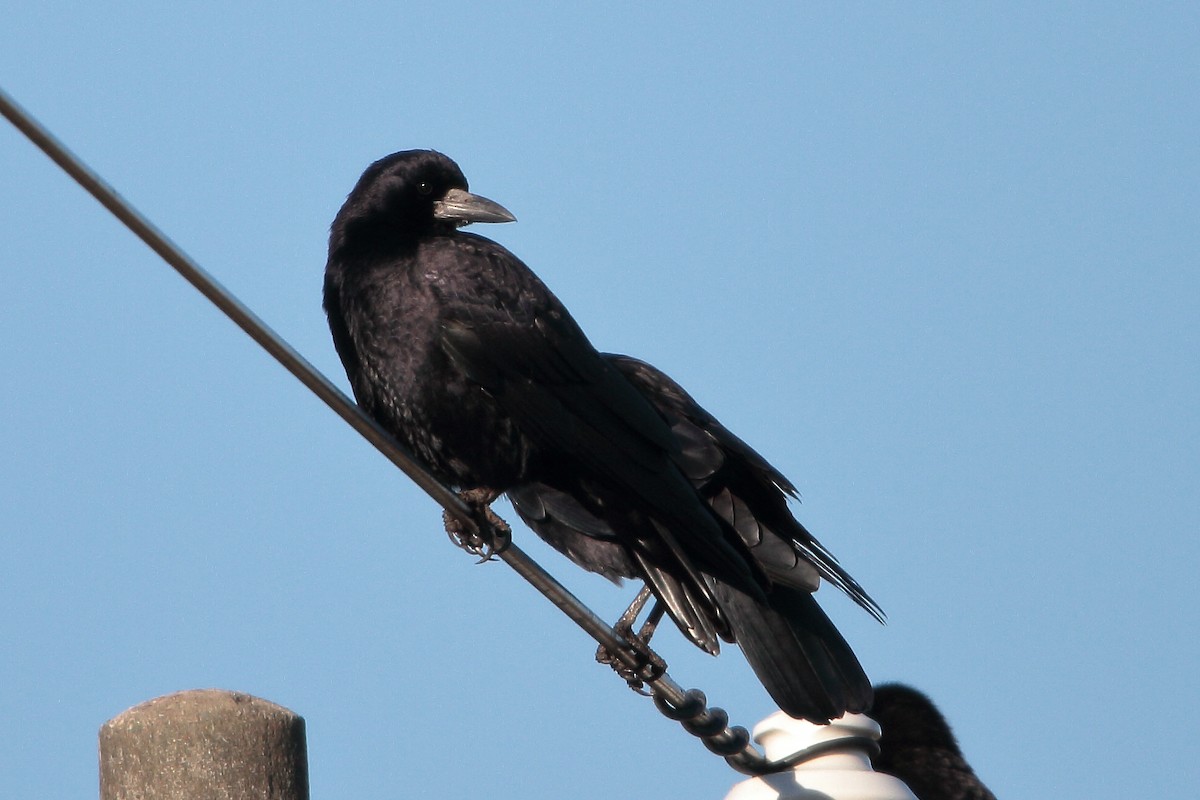 kornkråke - ML645315873