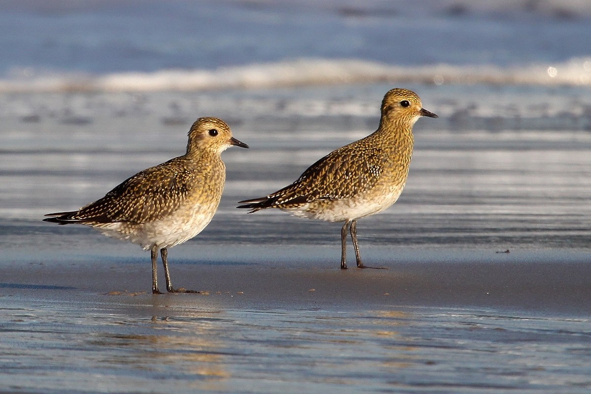 Сивка звичайна - ML645315874