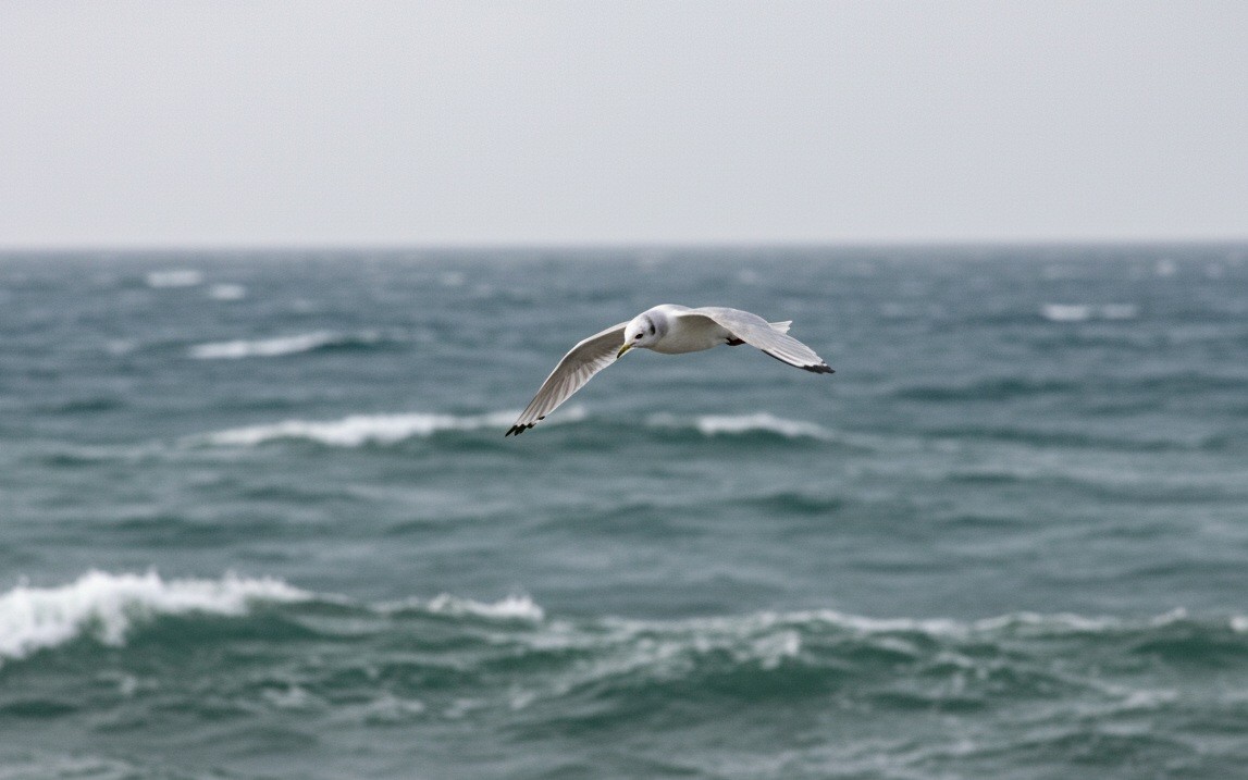 krykkje - ML645315875