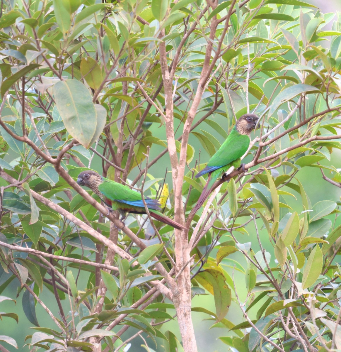 サンタレンウロコインコ（snethlageae） - ML645315905