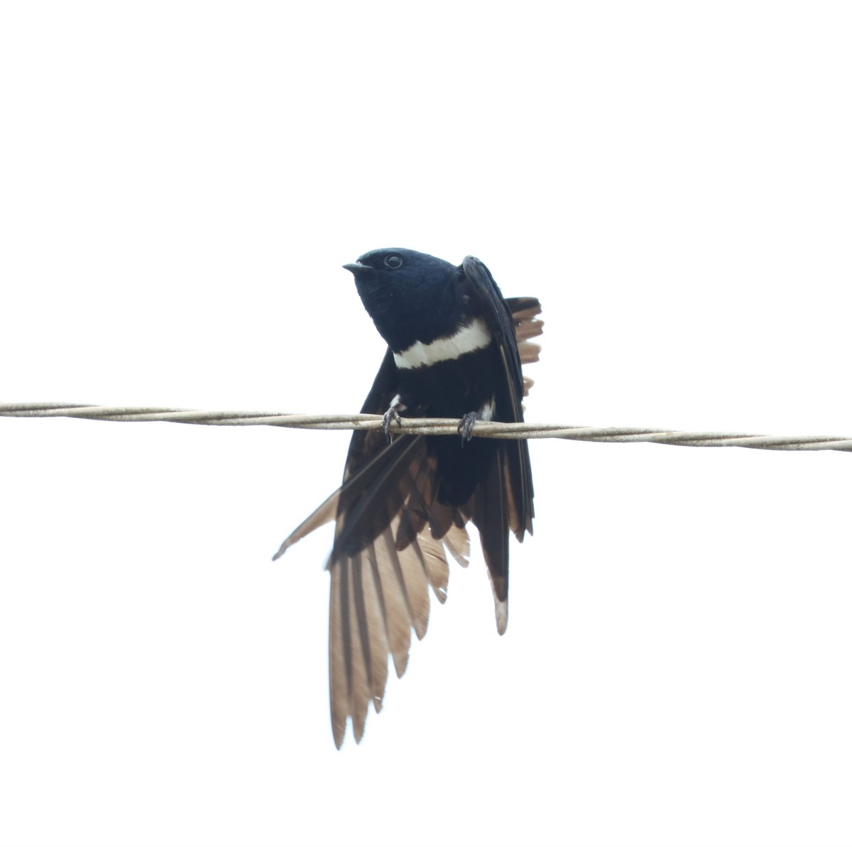 White-banded Swallow - ML645315915