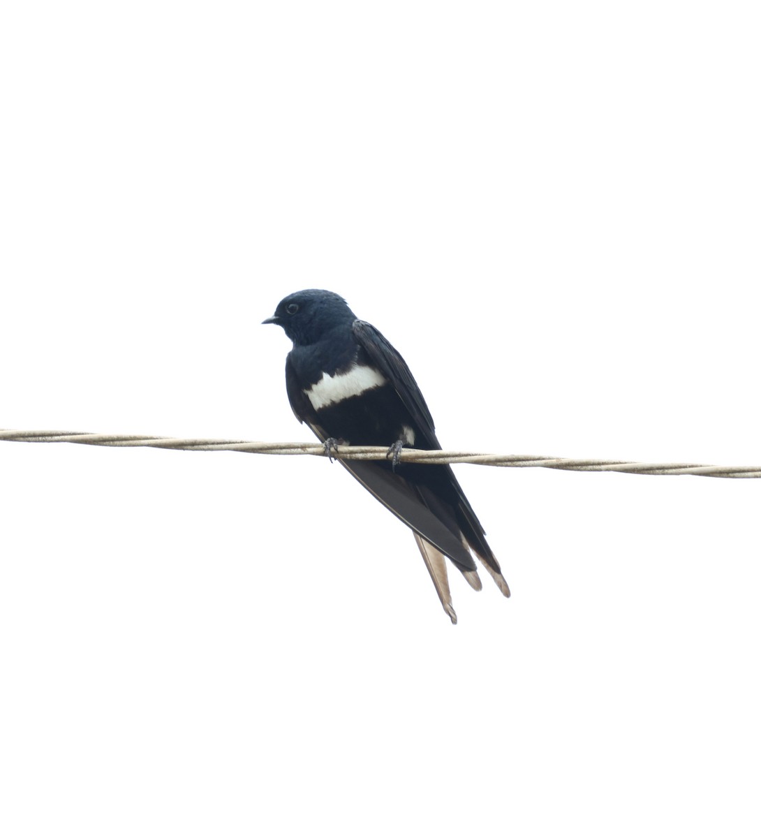 White-banded Swallow - ML645315916