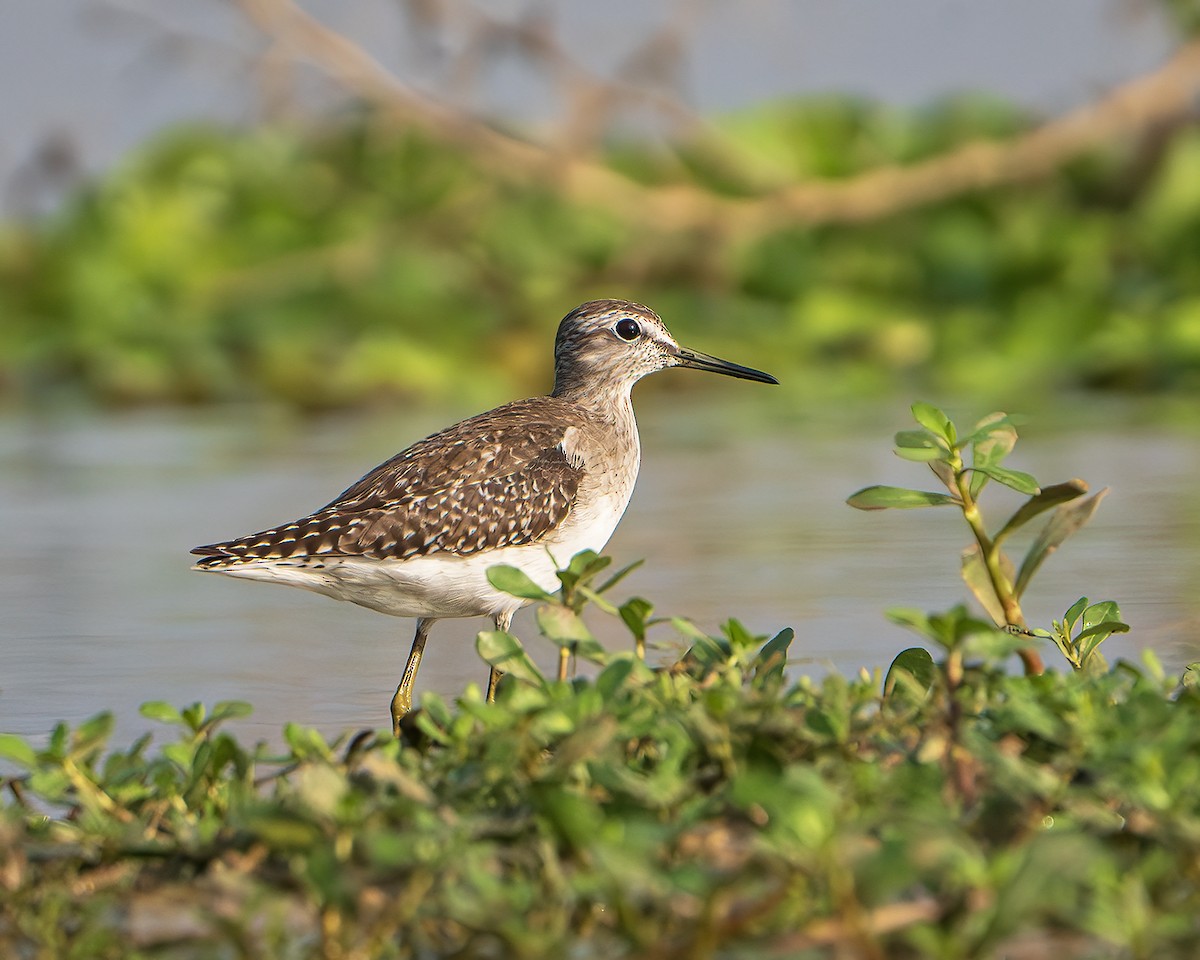 Wood Sandpiper - ML645315932