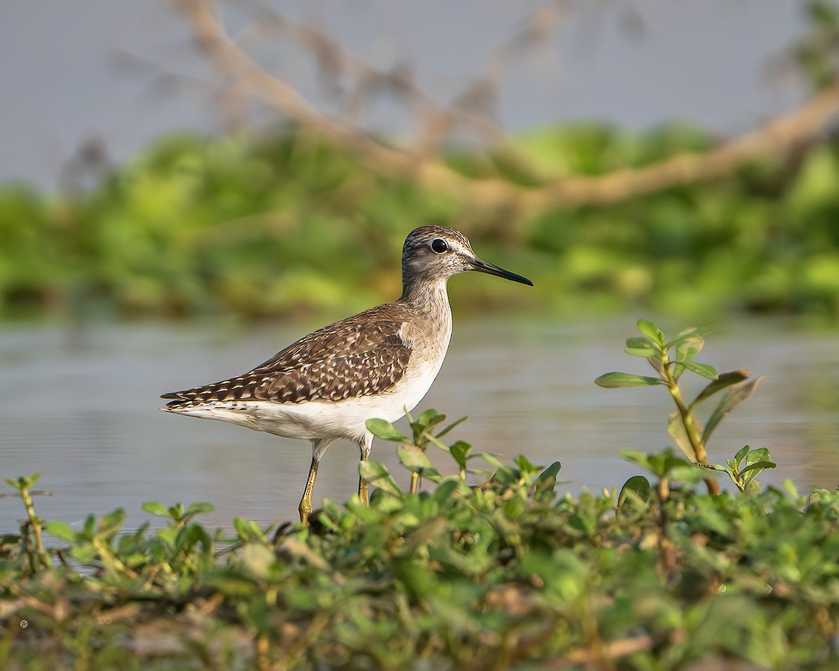 Wood Sandpiper - ML645315933