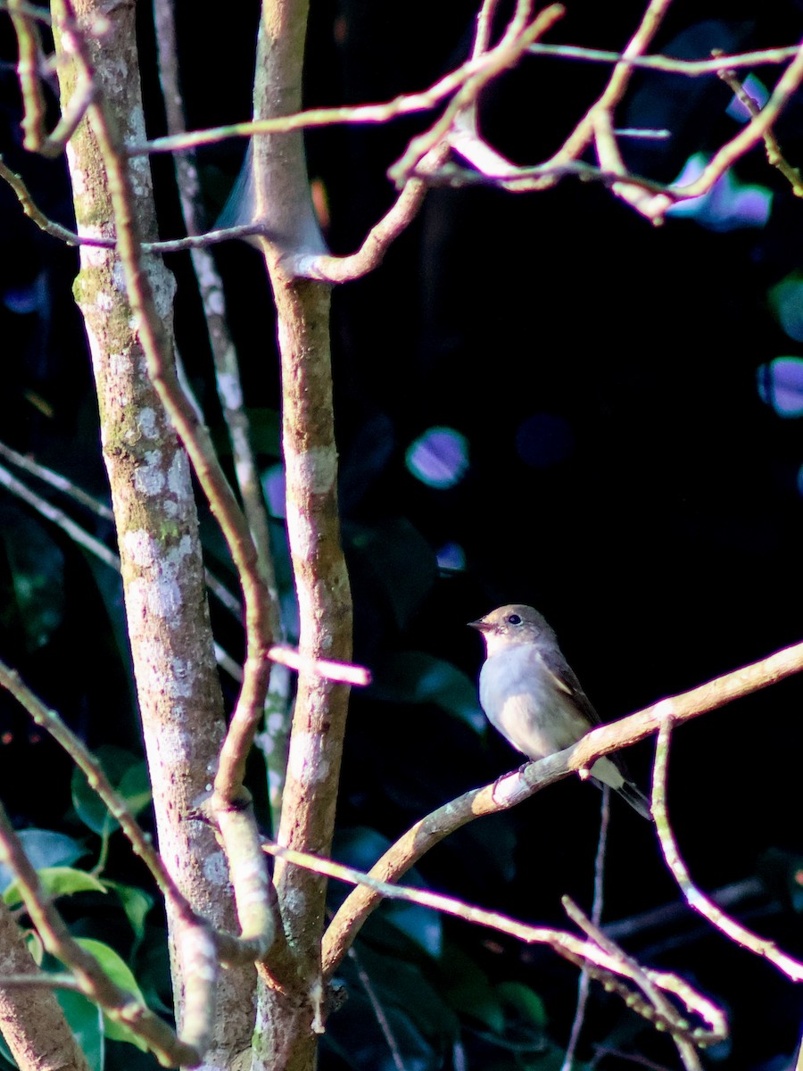 Taiga Flycatcher - ML645315937