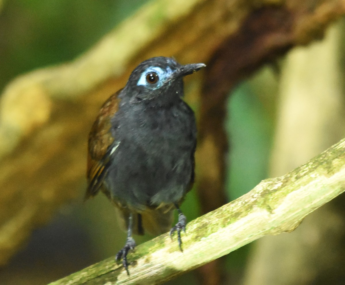 Chestnut-backed Antbird - ML645315983