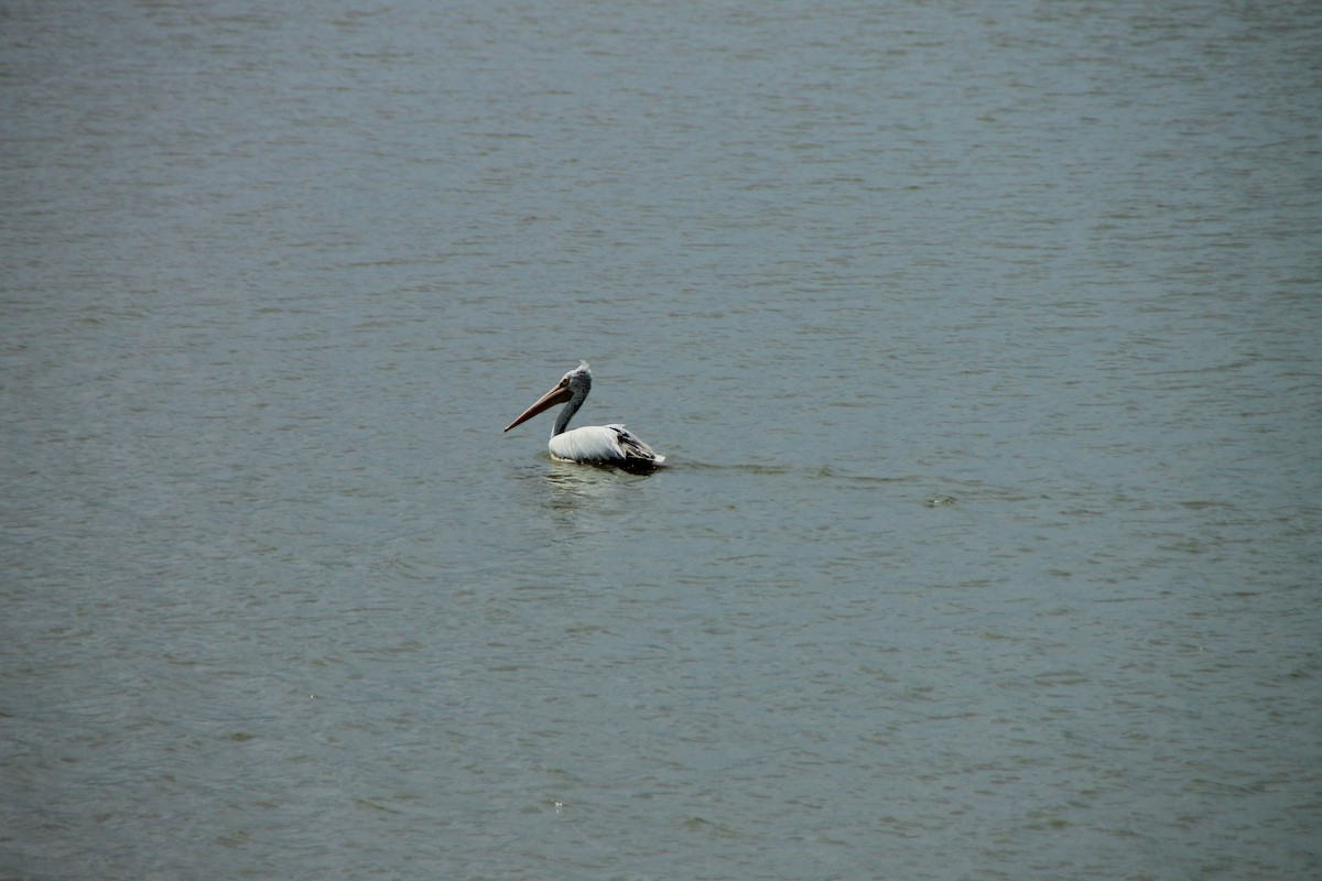 Spot-billed Pelican - ML645315992
