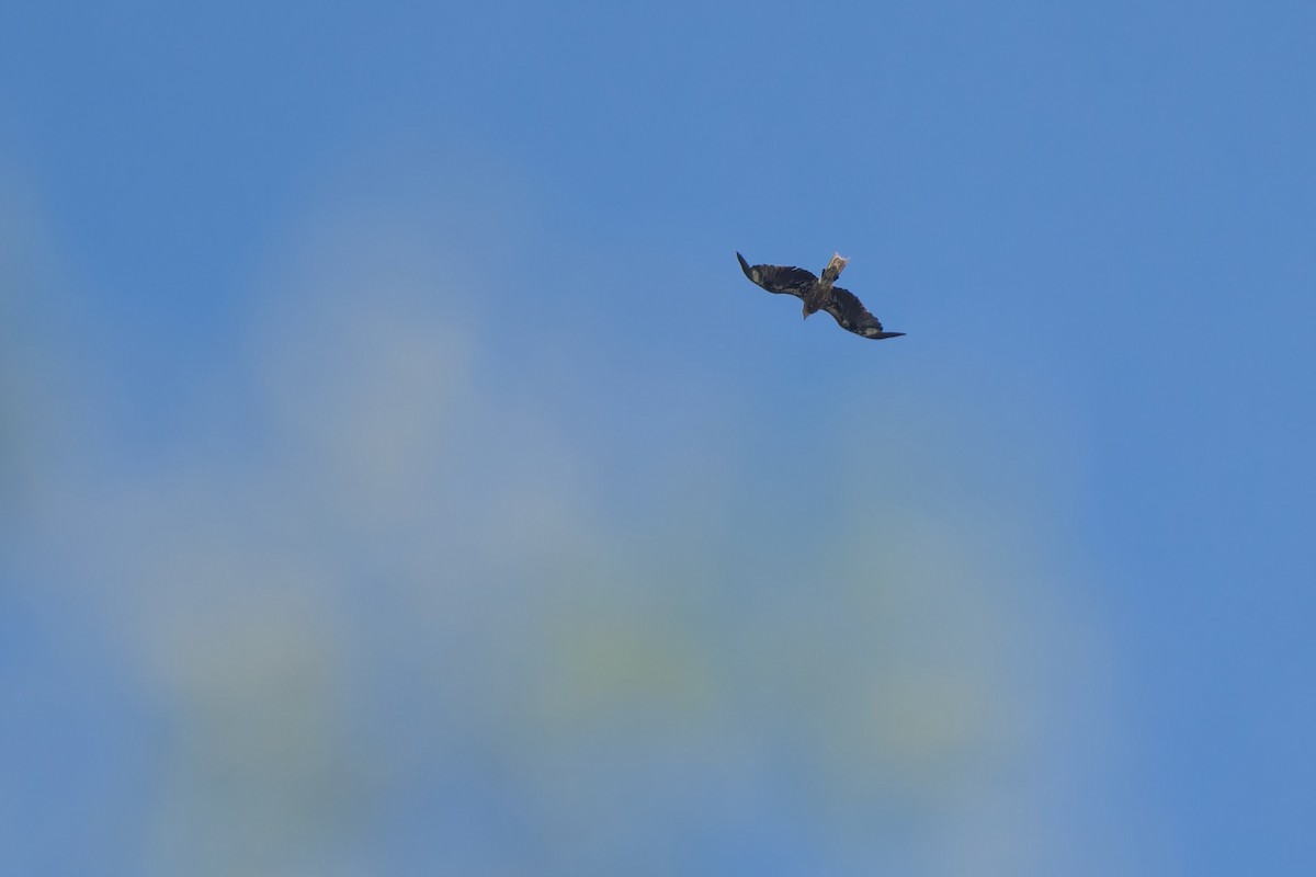 svartglente (lineatus/formosanus) (asiasvartglente) - ML645316005