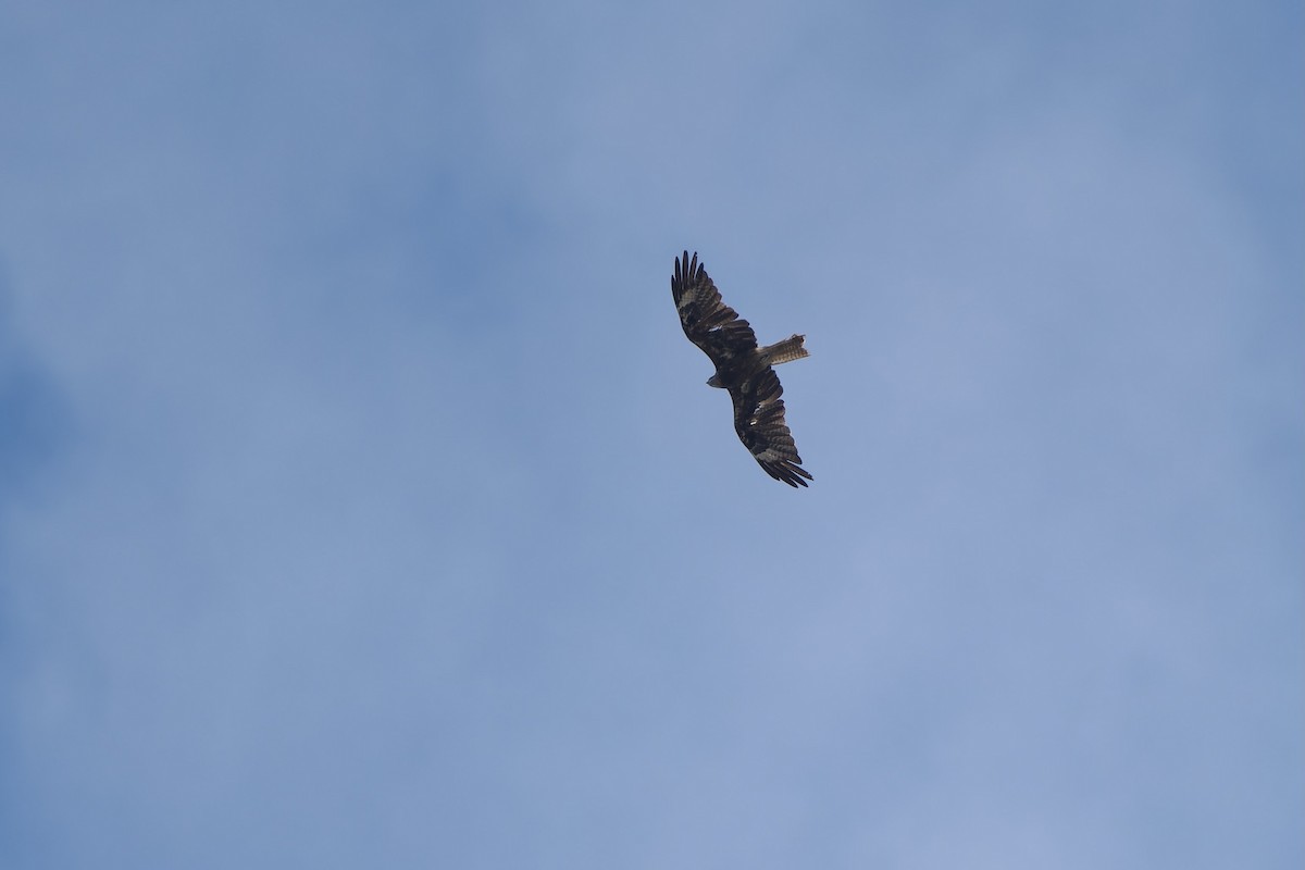 svartglente (lineatus/formosanus) (asiasvartglente) - ML645316006