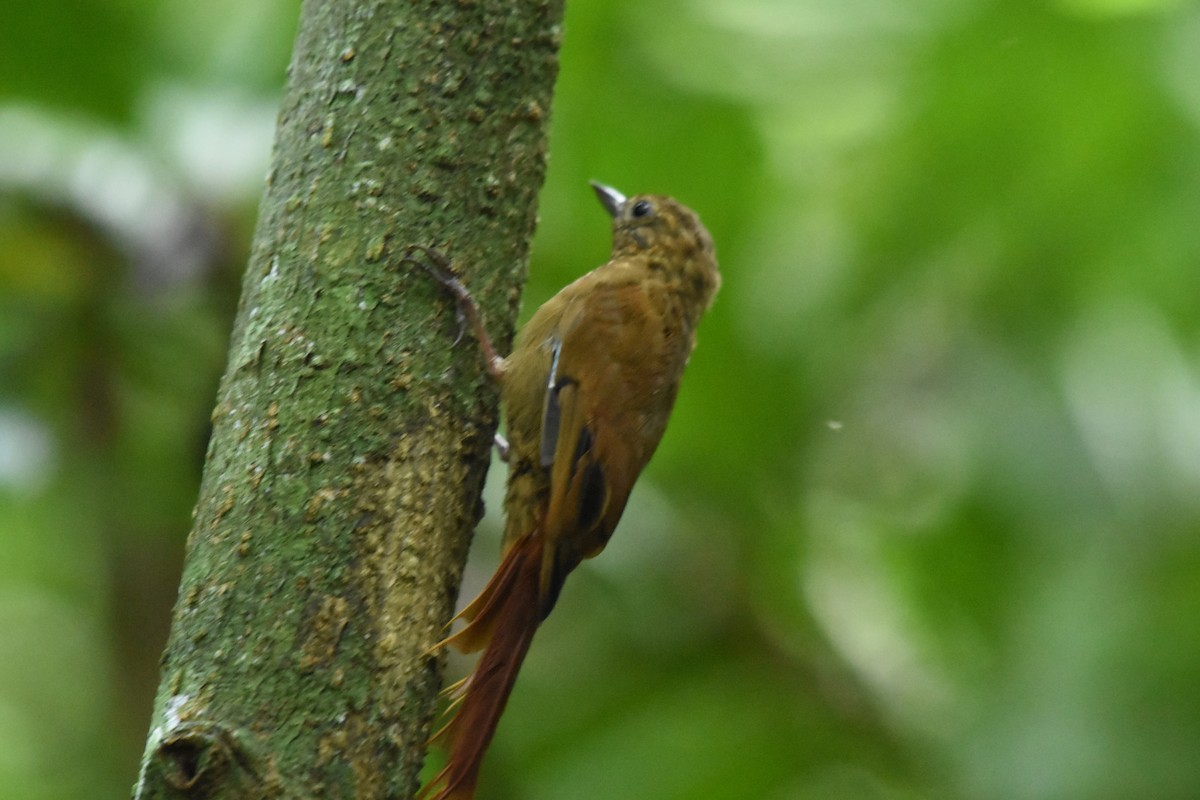 Wedge-billed Woodcreeper - ML645316007