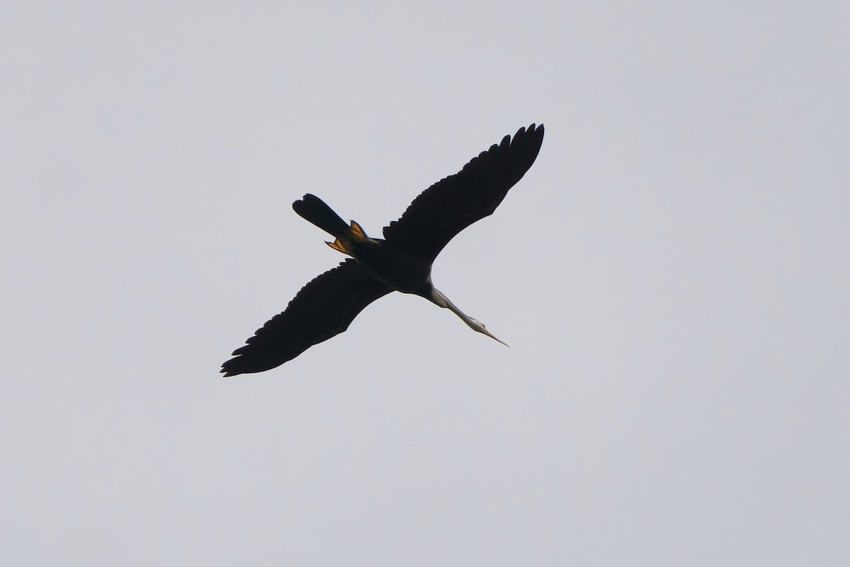Oriental Darter - ML645316016