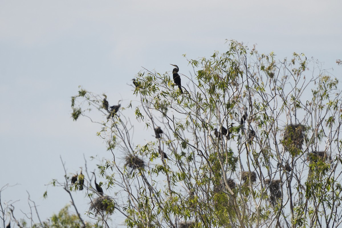 Oriental Darter - ML645316022