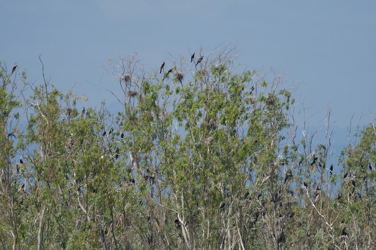 Oriental Darter - ML645316023