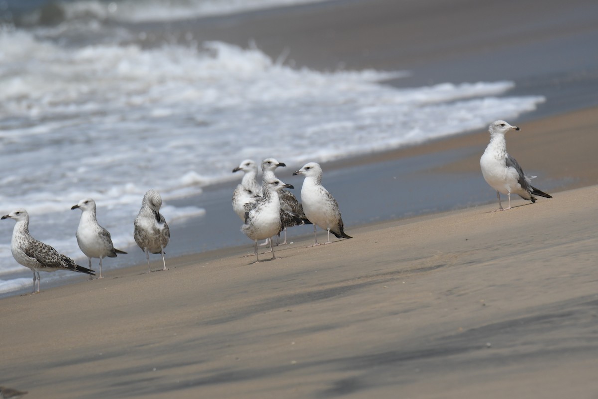 Мартиновий sp. - ML645316040