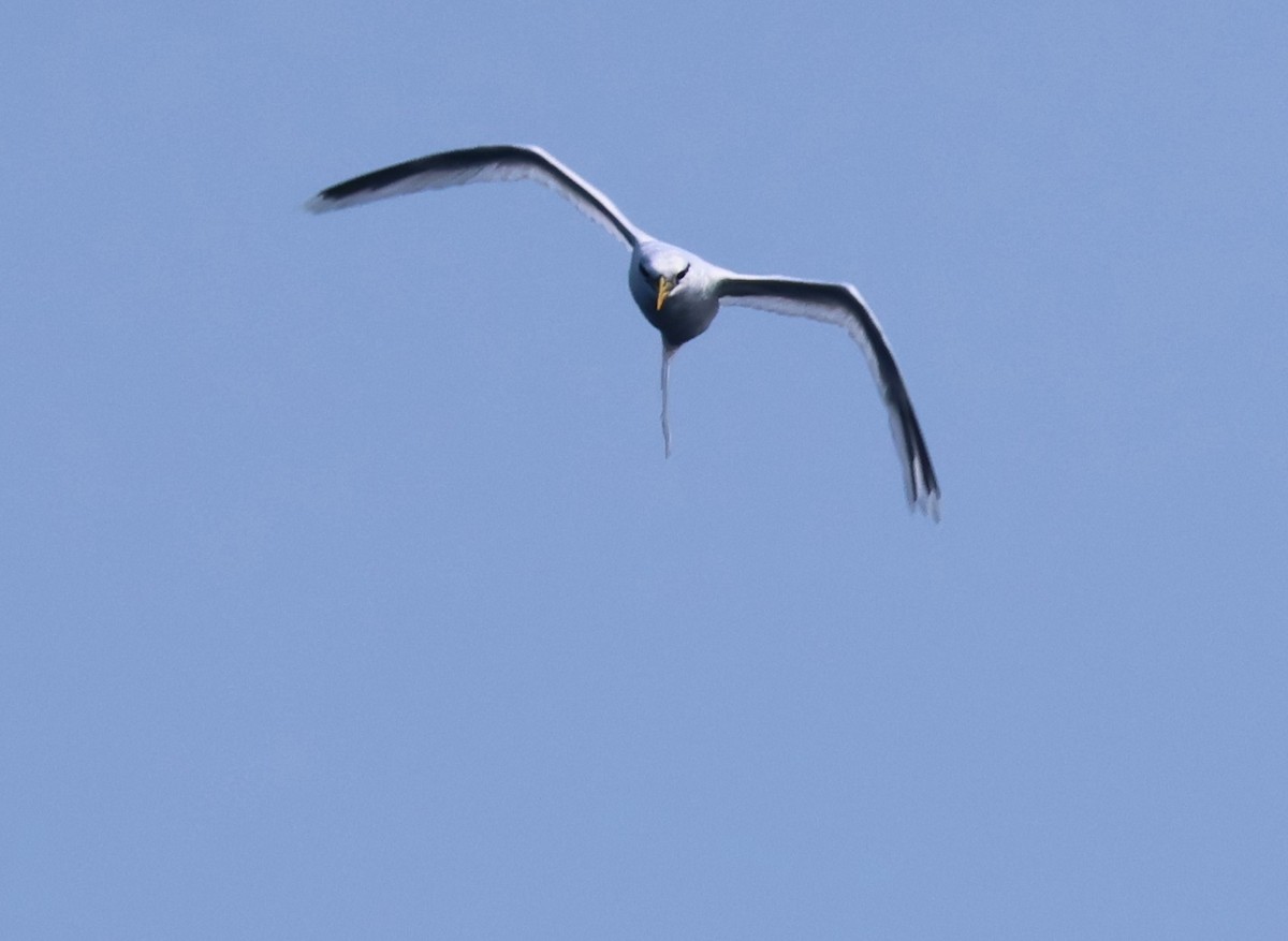 White-tailed Tropicbird - ML645316046