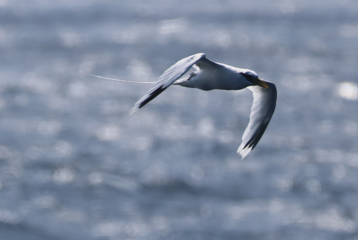 White-tailed Tropicbird - ML645316050