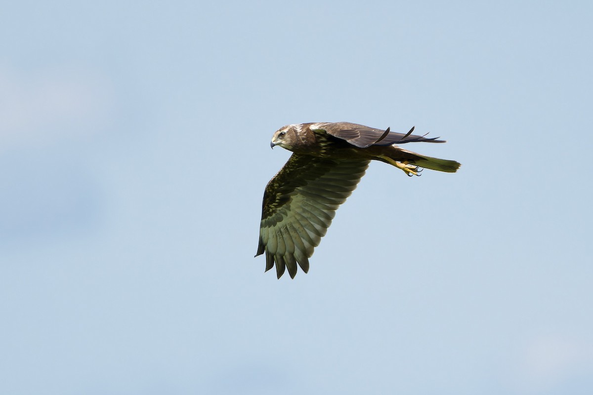 Eastern Marsh Harrier - ML645316054