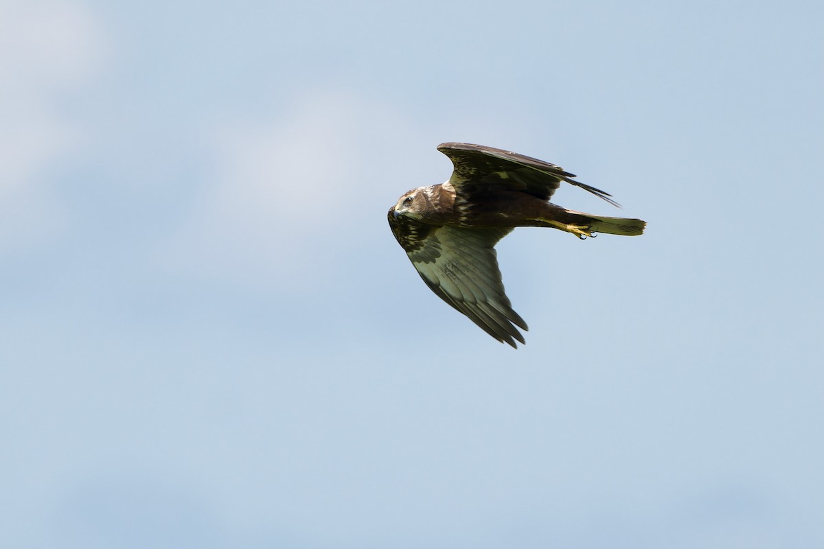 Eastern Marsh Harrier - ML645316055