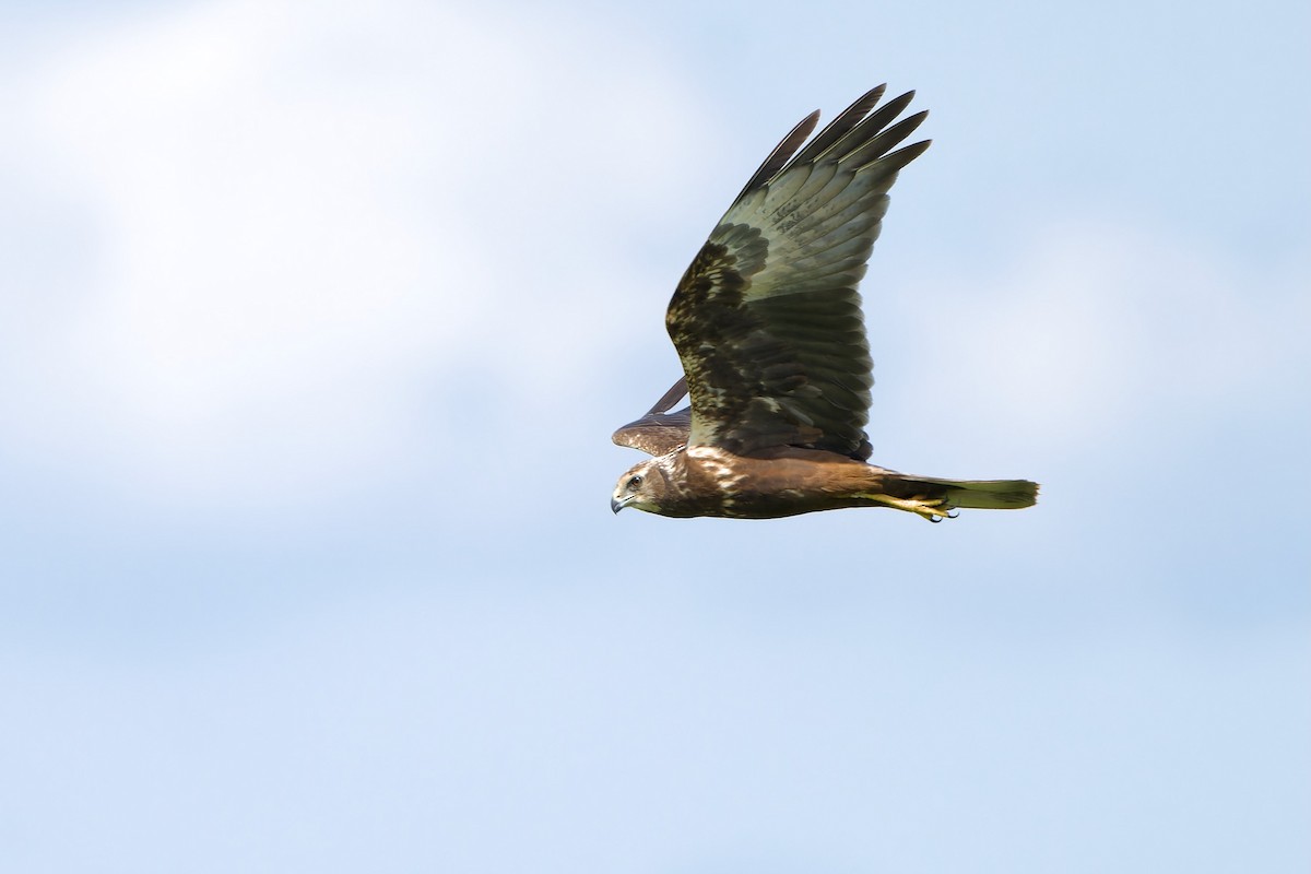 Eastern Marsh Harrier - ML645316056