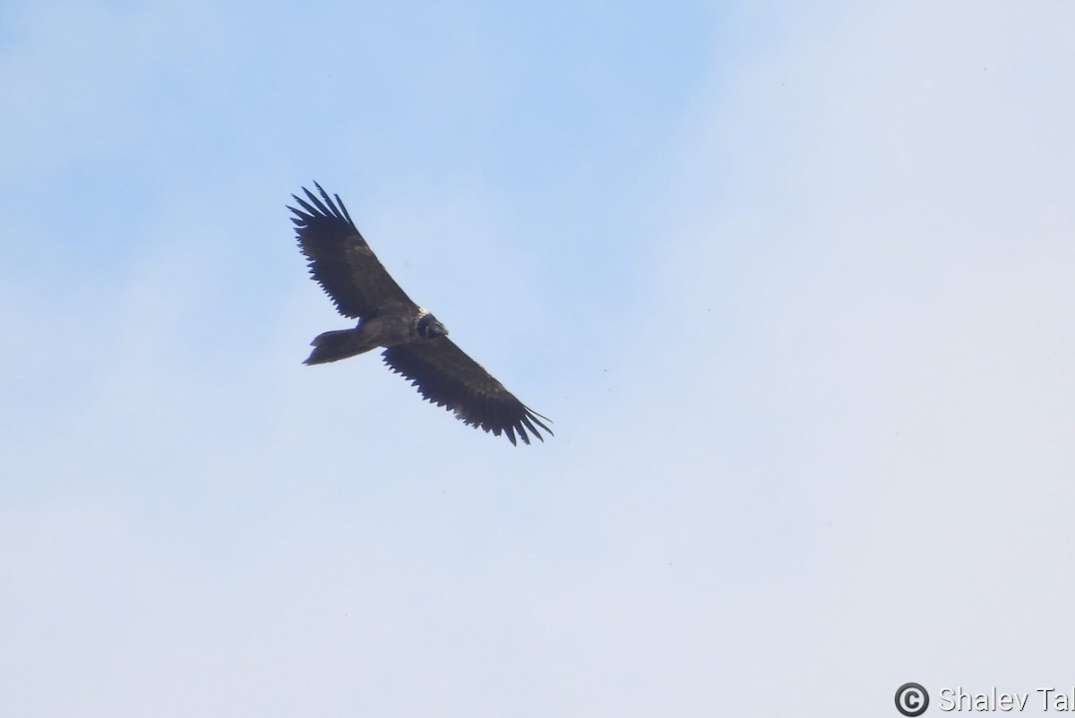 orlosup bradatý - ML645316069