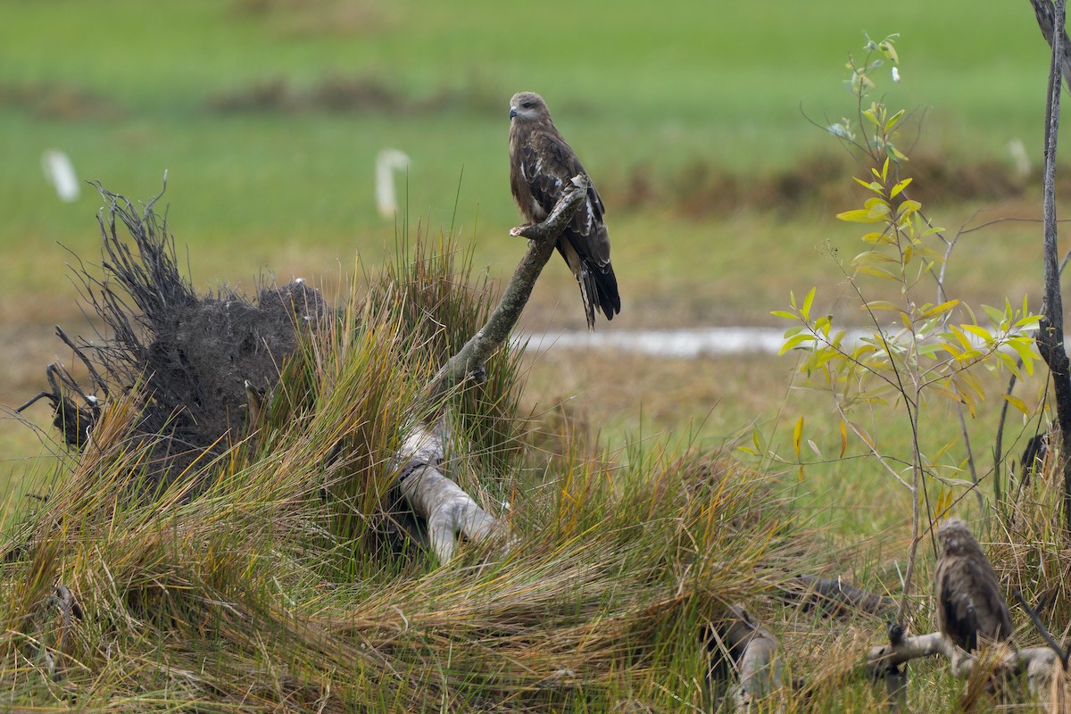 Schwarzmilan - ML645316070