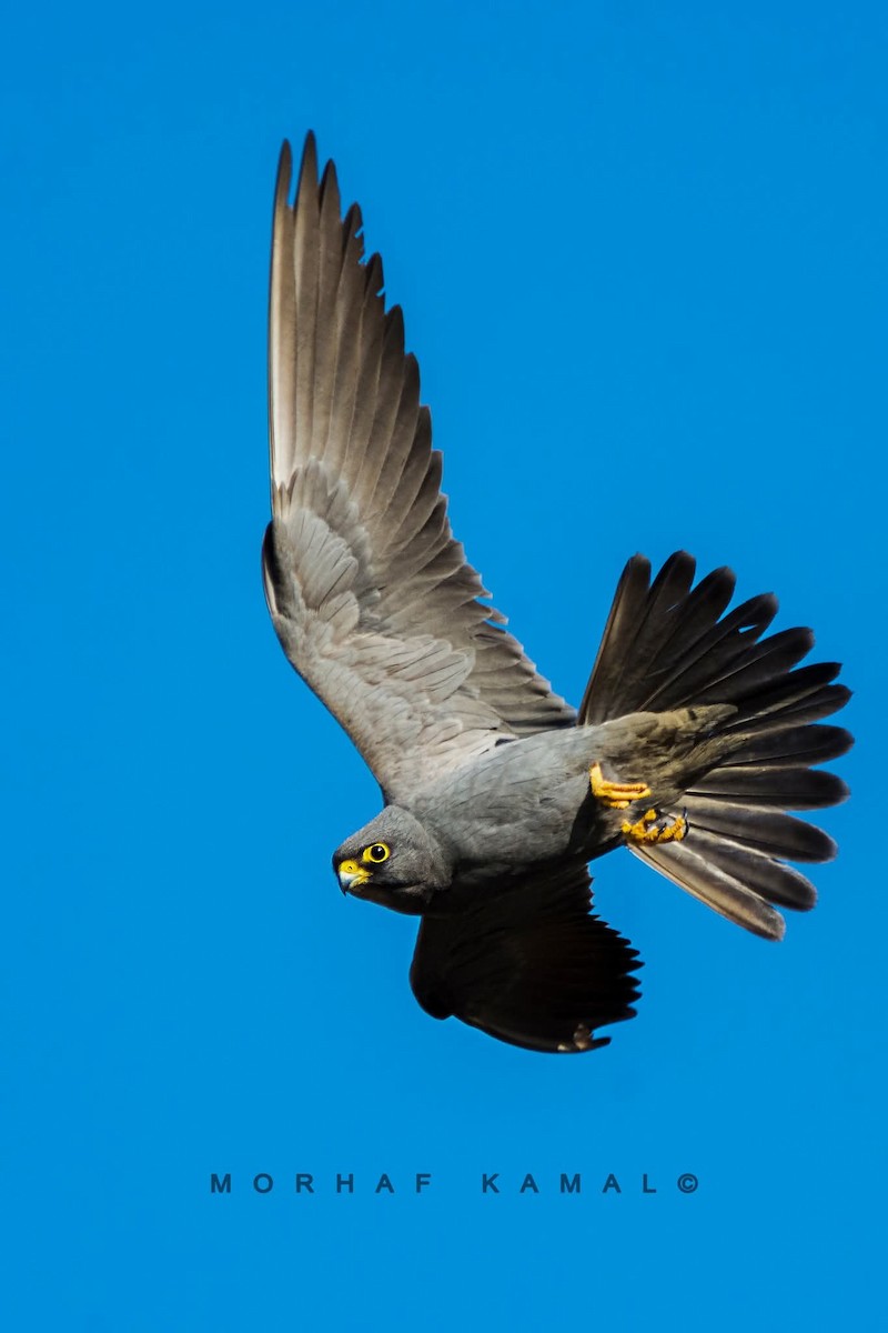 Sooty Falcon - ML645316079