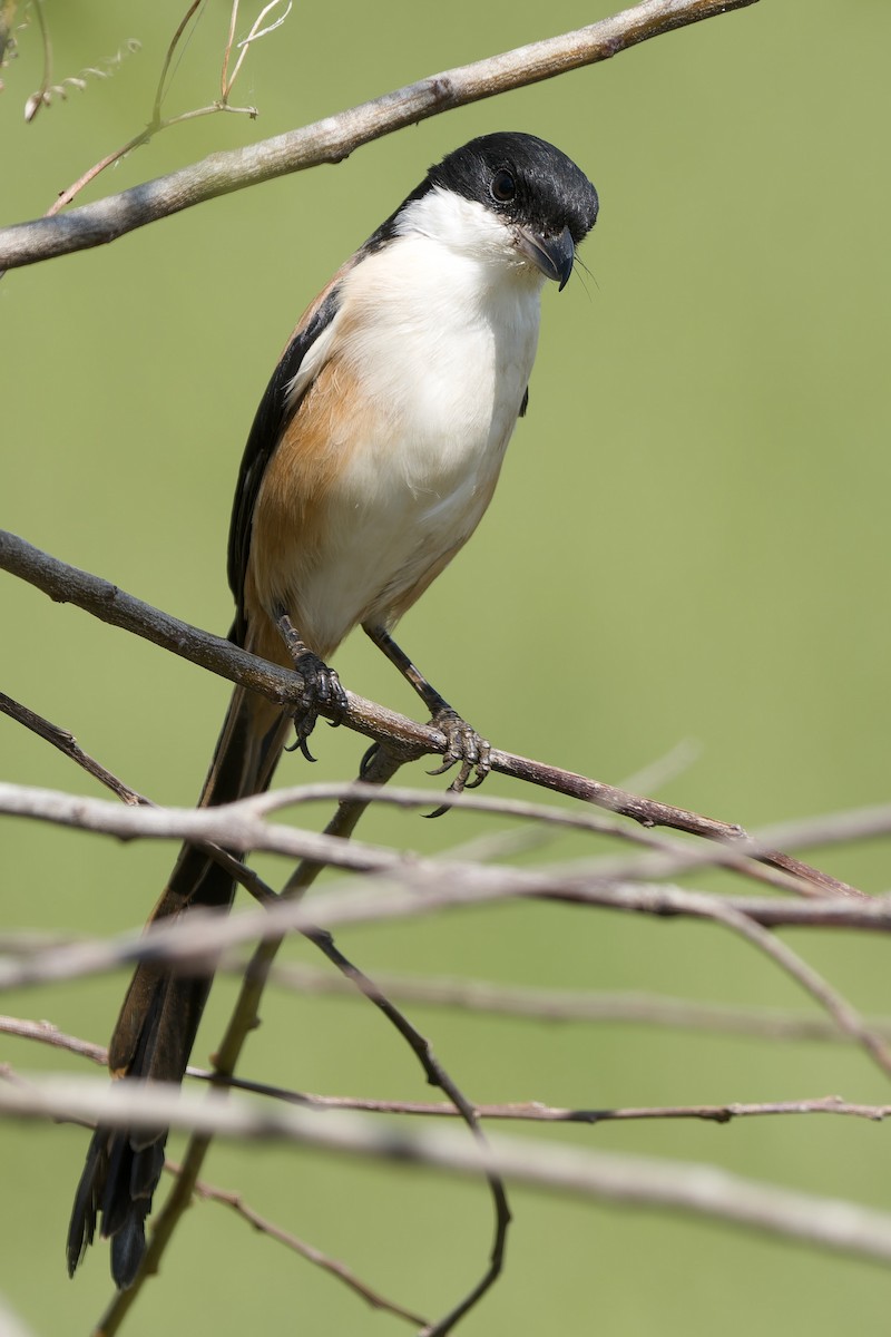 Schachwürger (tricolor/longicaudatus) - ML645316081